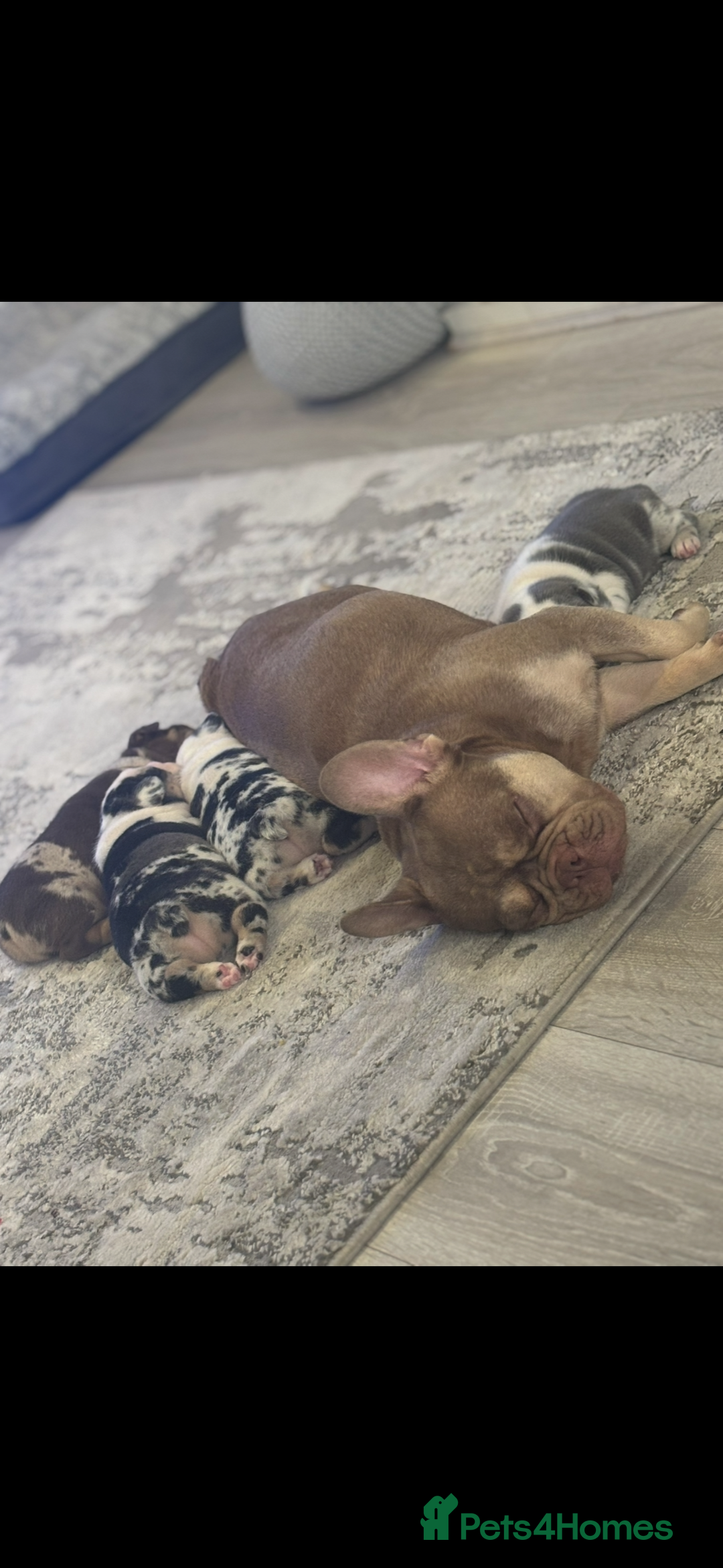 French Bulldog dogs for sale: Beautiful boys excellent quality - Image 5