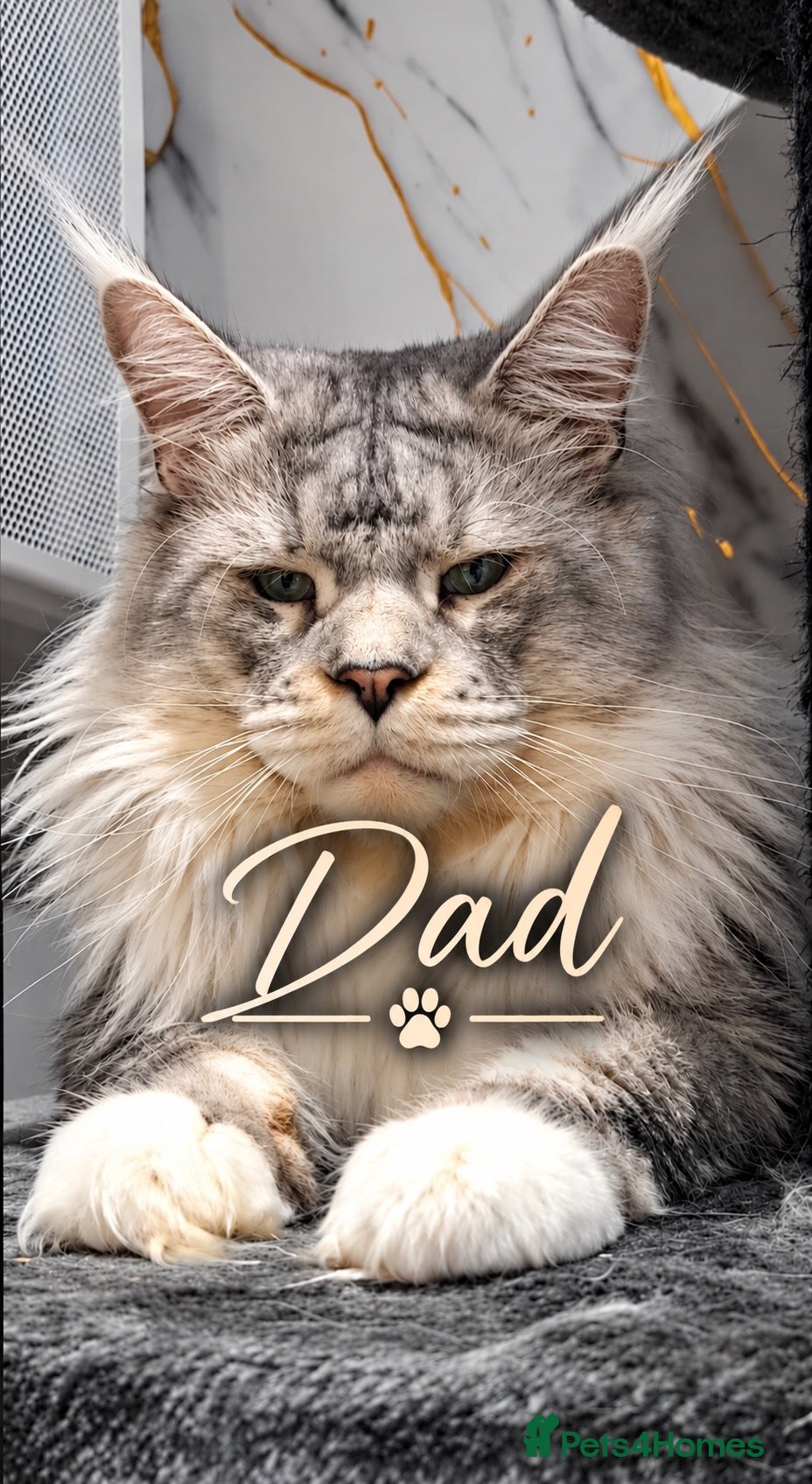 Maine Coon cats GCCF TICA 5 Gen Pedigree Champion Line Maine Coons - Advert 1