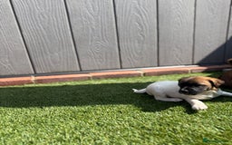Jack Russell dogs for sale: Beautiful jack russel puppies  - Image 11