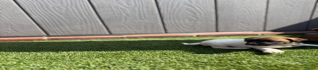 Jack Russell Puppy 6