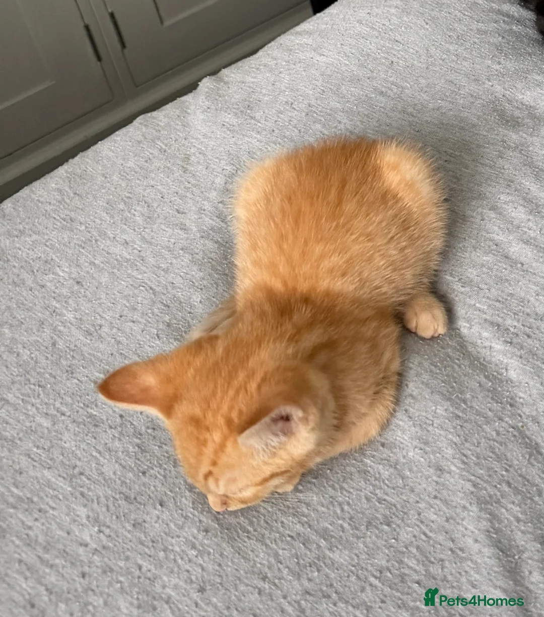 Mixed Breed cats for sale: Ginger Male Kitten  - Advert 5