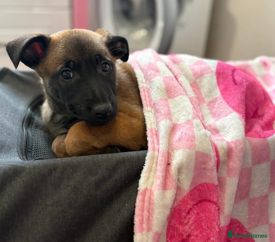 Belgian Shepherd Dog dogs for sale: Belgian Malinois Puppies - Ready to leave! - Advert 10