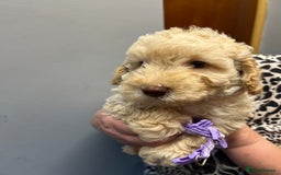 Miniature Poodle dogs for sale: Miniature poodles  - Image 6
