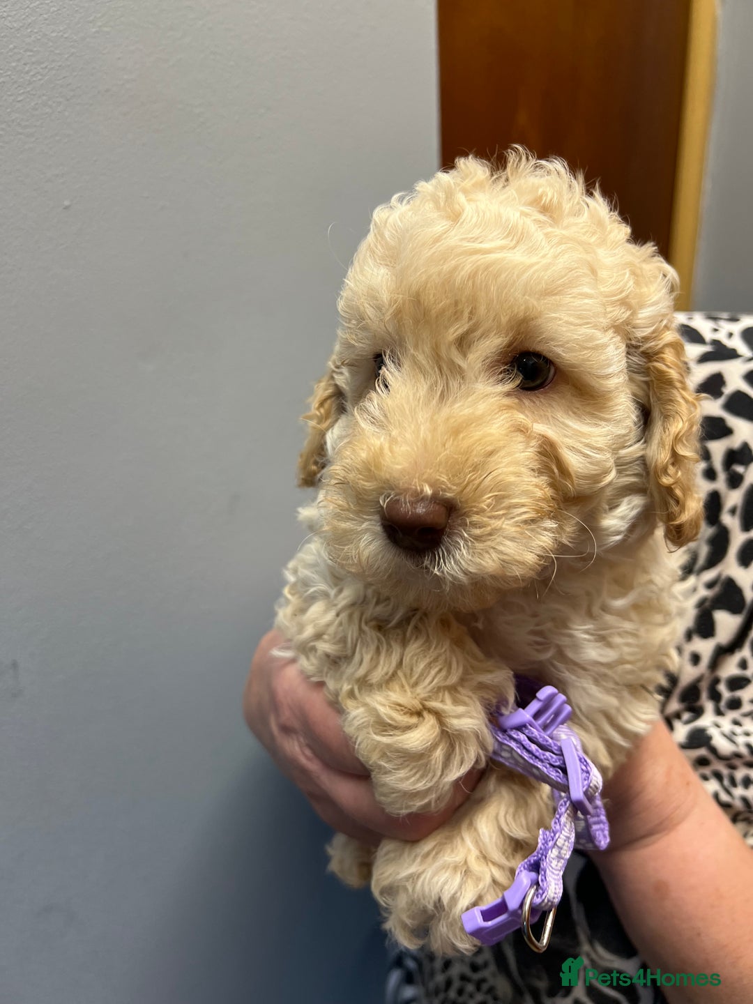 Miniature Poodle dogs for sale: Miniature poodles  - Image 6