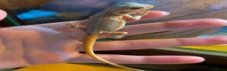 Bearded Dragon reptiles for sale: Baby dragons 1 month old  - Advert 8