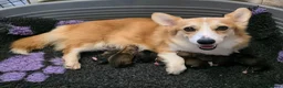 Welsh Corgi Pembroke dogs for sale: Absolutely Stunning WPC Puppies  - Advert 1