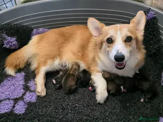 Welsh Corgi Pembroke dogs Absolutely Stunning WPC Puppies - Advert 13