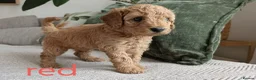 Miniature Poodle dogs for sale: KC Registered Red & Apricot Miniature Poodles - Advert 19