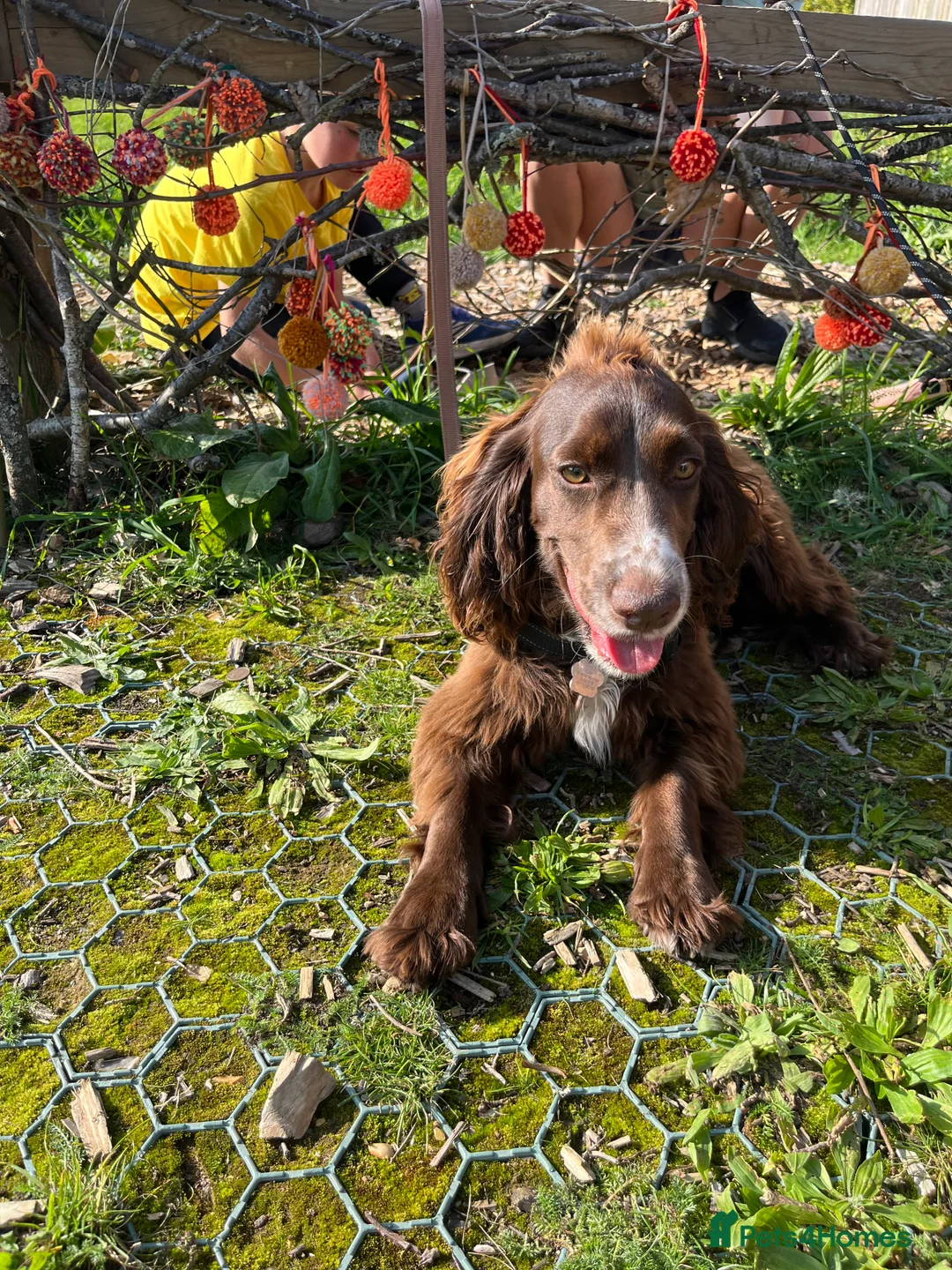 Cocker Spaniel dogs for sale: Coco  - Advert 7