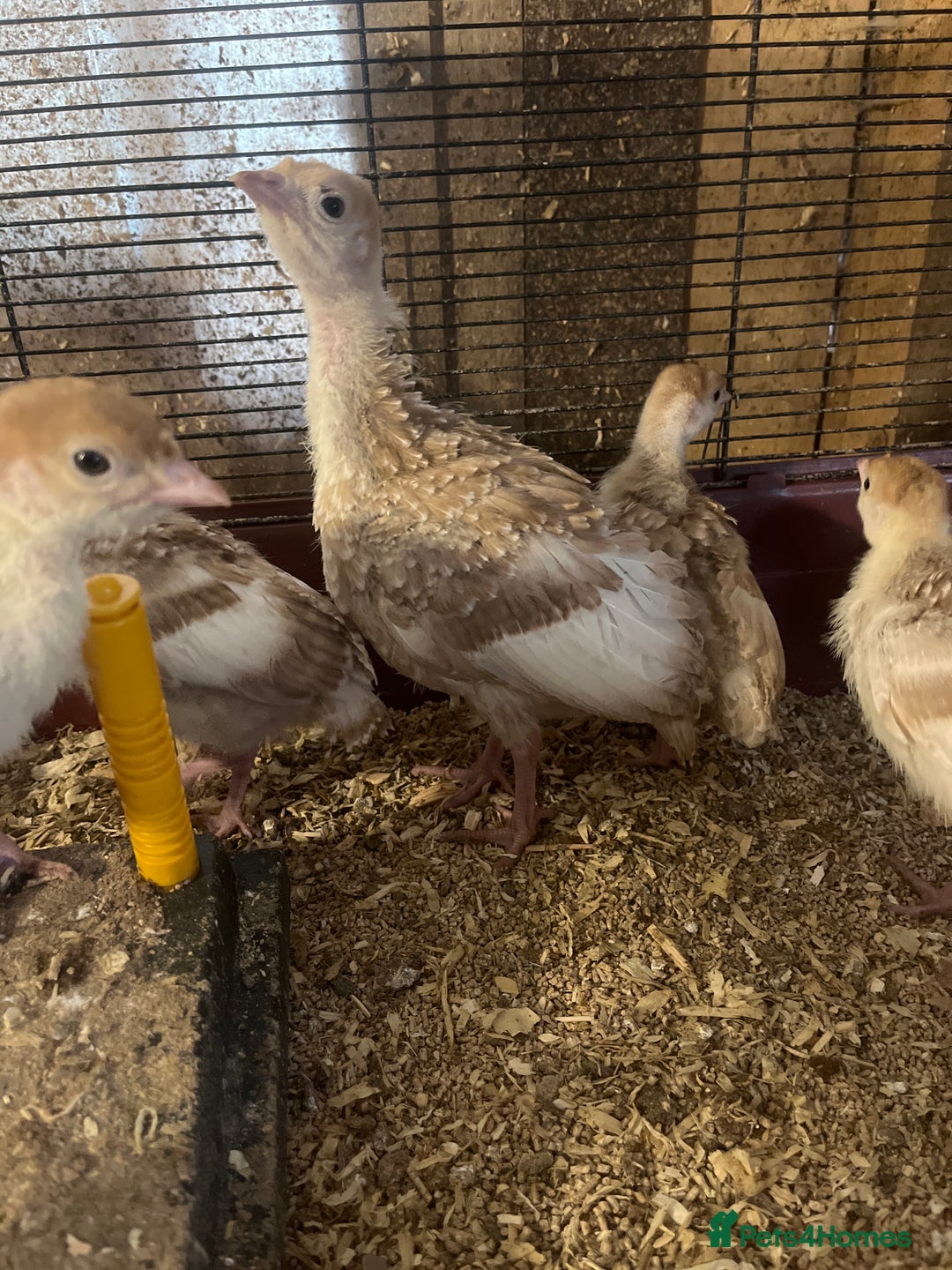 Turkeys poultry for sale: Red Bourbon Turkey Poults for sale in Bolton  - Image 4