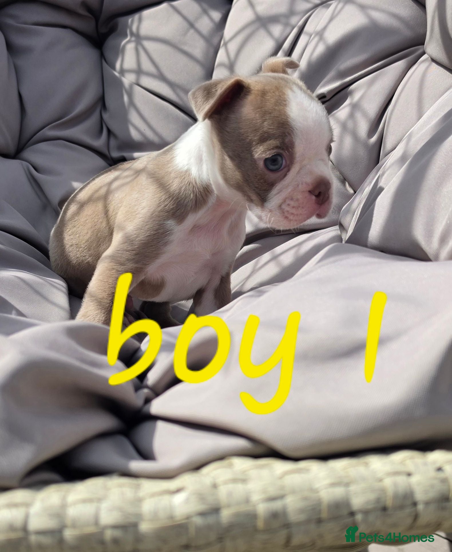 Boston Terrier dogs Beautiful baby bostons  - Advert 4