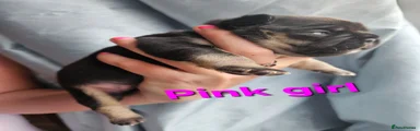 Pink collar girl 