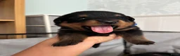 Rottweiler dogs for sale: Stunning Rottweiler Puppies  - Advert 23