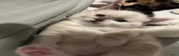 Mixed Breed cats for sale: Beautiful Ragdoll x kittens for sale  - Advert 4