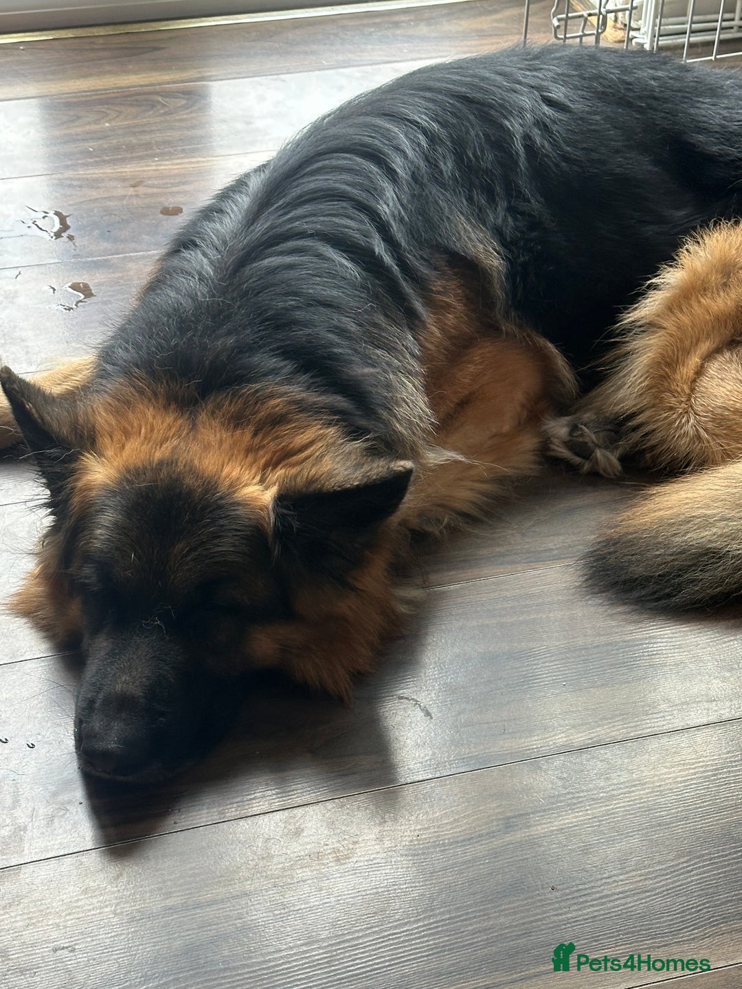German Shepherd dogs for sale: 3 year old male GSD - Advert 1