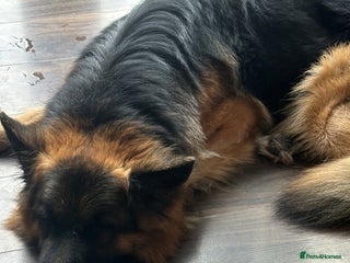 German Shepherd dogs 3 year old male GSD - Advert 1