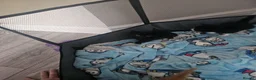 Mixed Breed cats for sale: Calico kittens for sale in Consett - Advert 3
