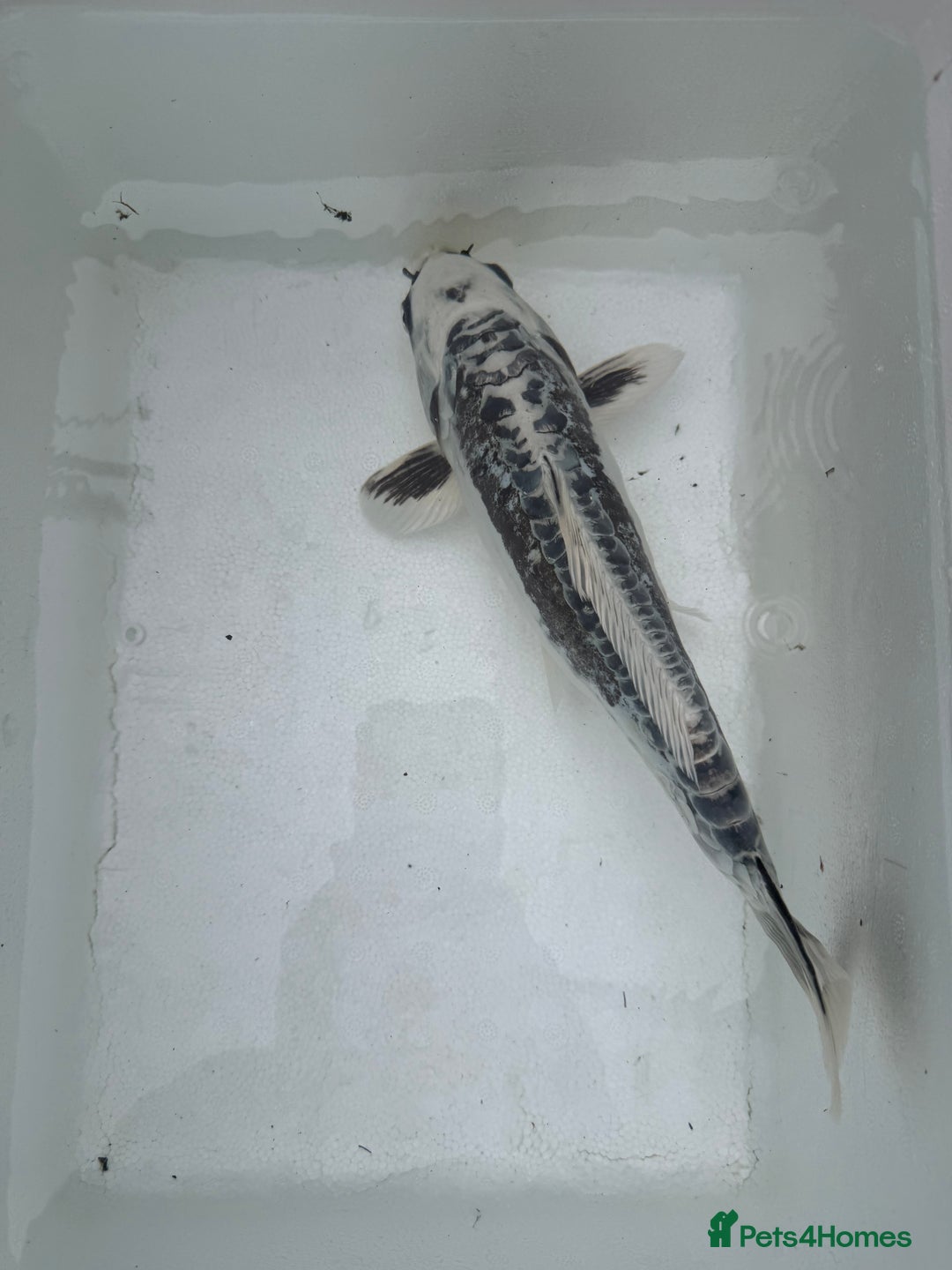 Koi Carp fish for sale: 3 Koi Carps with Blagdon Affinity Corner Grand - Advert 1