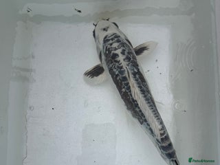 Koi Carp fish 3 Koi Carps with Blagdon Affinity Corner Grand - Advert 1