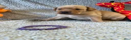 Labrador Retriever dogs for sale: 🐾1 Stunning Labrador Puppy left 👀 🏡 🐾 - Advert 20