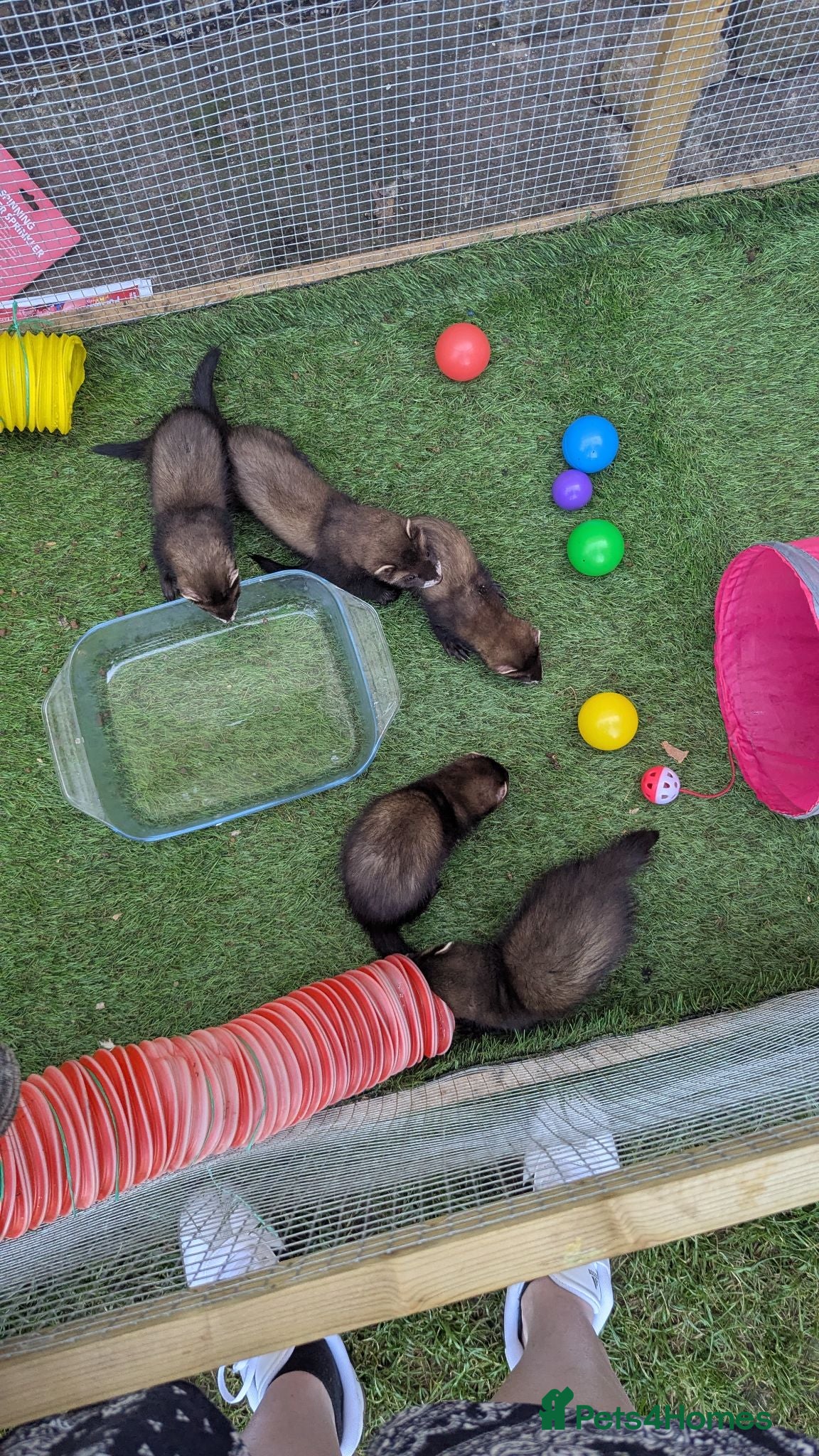 Ferret rodents Ferret kits  - Advert 1