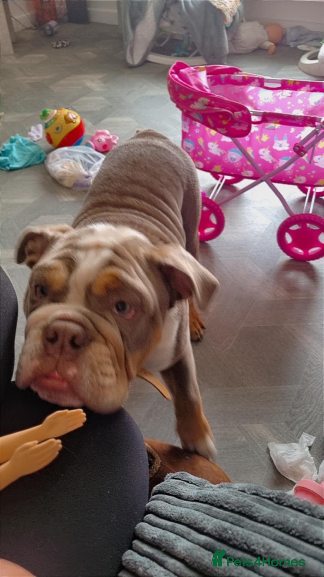 English Bulldog dogs for sale: Diesel  - Image 4