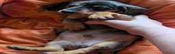 Dachshund dogs for sale: Dappled/Merl Dachshund puppies  - Advert 4