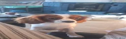 Cavalier King Charles Spaniel dogs for sale: Cavalier King Charles spaniel  - Advert 2