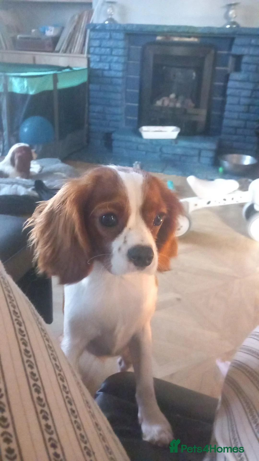 Cavalier King Charles Spaniel dogs for sale: Cavalier King Charles spaniel  - Advert 2
