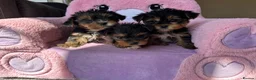 Yorkshire Terrier dogs for sale: Toy Yorkshire terrier puppies  - Advert 4