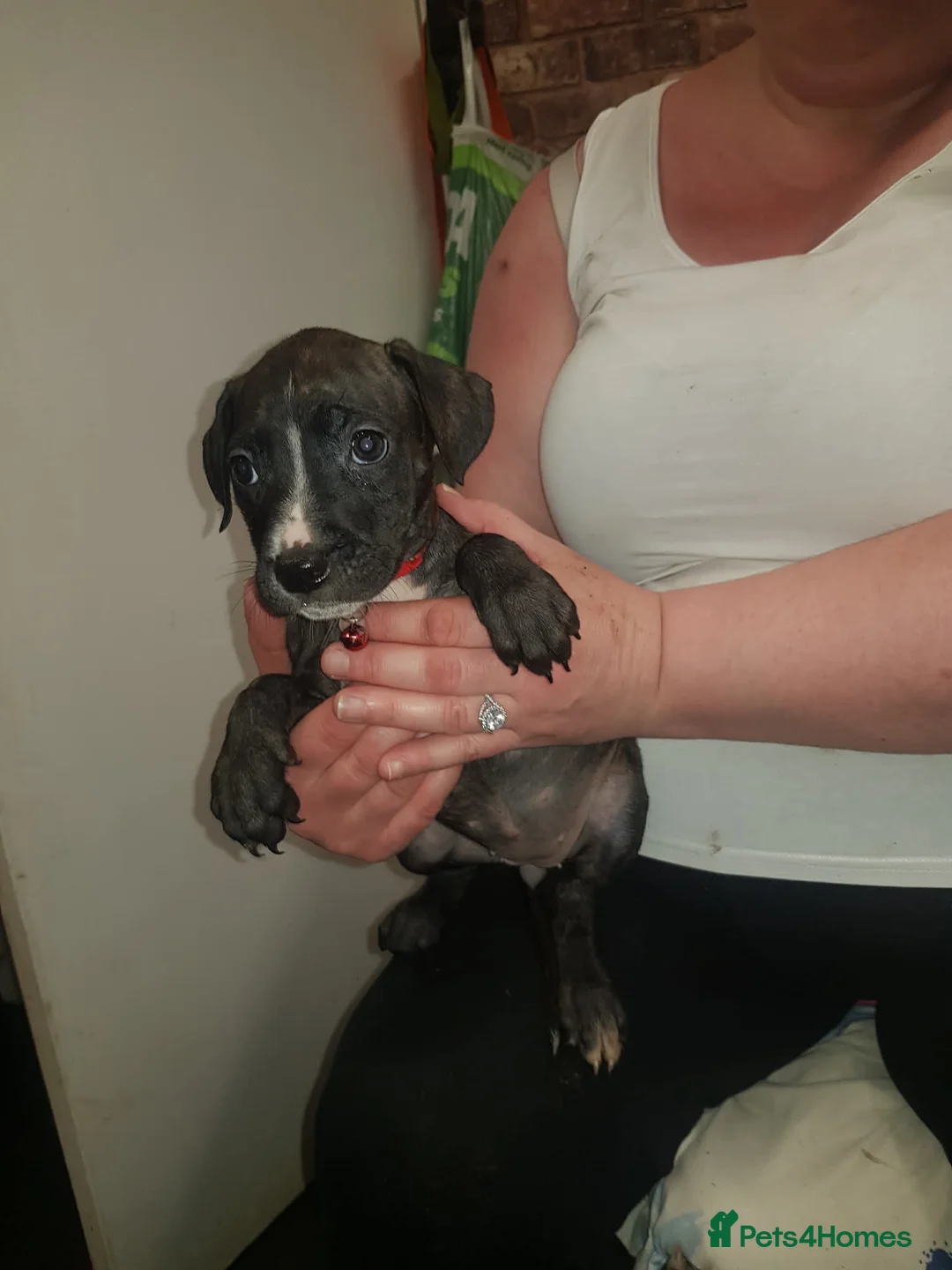 Mixed Breed dogs for sale: Pups  in Kettering - Advert 1