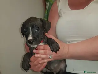 Mixed Breed dogs Pups - Advert 8