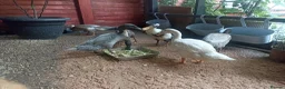 Mixed Breed livestock for sale: Indian Runner ducks  - Advert 10
