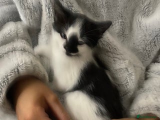 Mixed Breed cats Beautiful fluffy kittens- one left - Advert 1