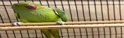 Ringnecks birds for sale: Ringneck - Advert 1
