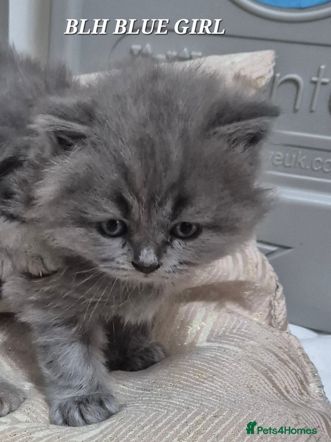 British Longhair cats for sale: Cute BLH LILAC BOY and BLH BLUE GIRL  - Advert 9