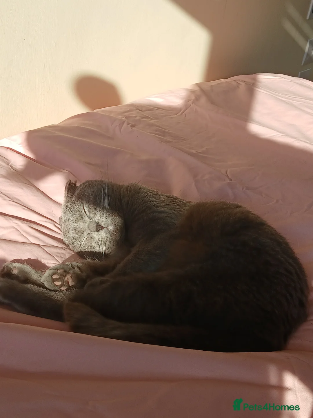 Scottish Fold cats for sale: Sweet female Scottish fold for sale - Advert 1