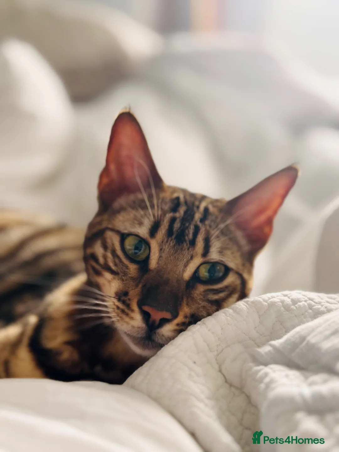 Bengal cats for sale: Stunning 18-Month-Old Male Bengal  - Advert 1
