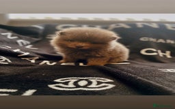 Pomeranian dogs for sale: KC Pomeranian pups - Image 2
