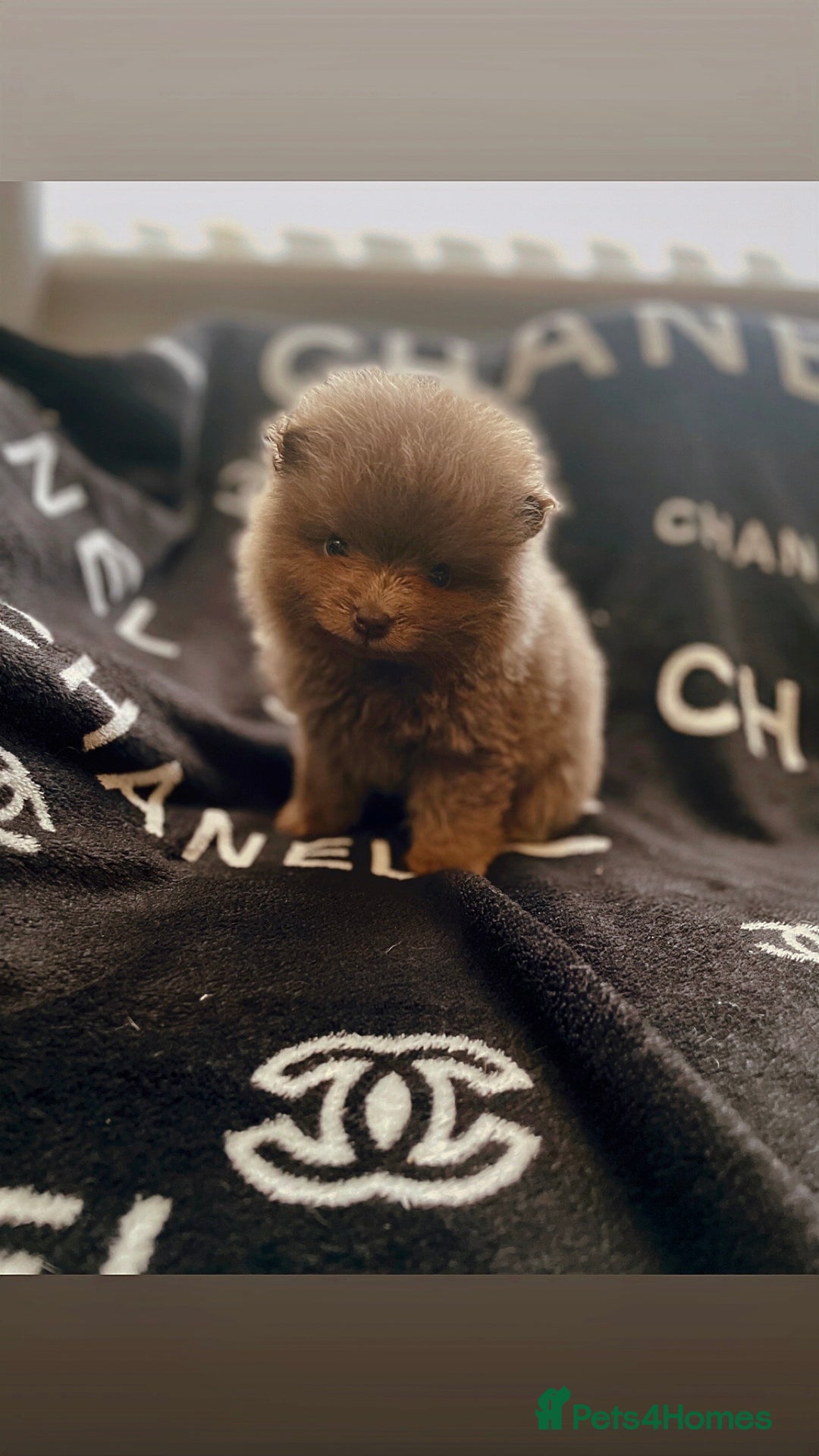 Pomeranian dogs for sale: KC Pomeranian pups - Image 2