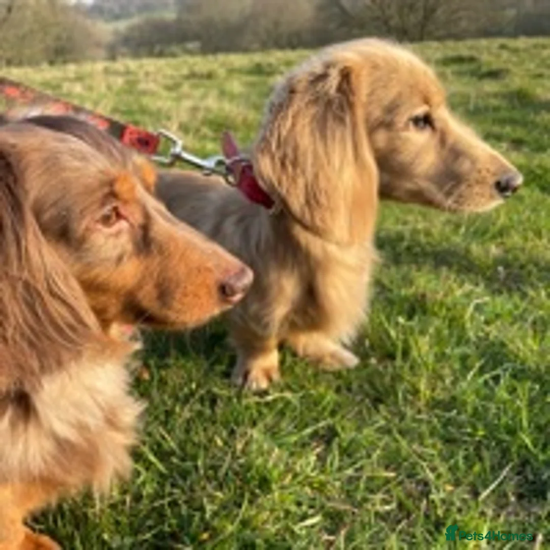 Miniature Dachshund dogs for stud: ✨Kc mini long haired dapple✨ 17 champions✨ in Romford - Advert 6