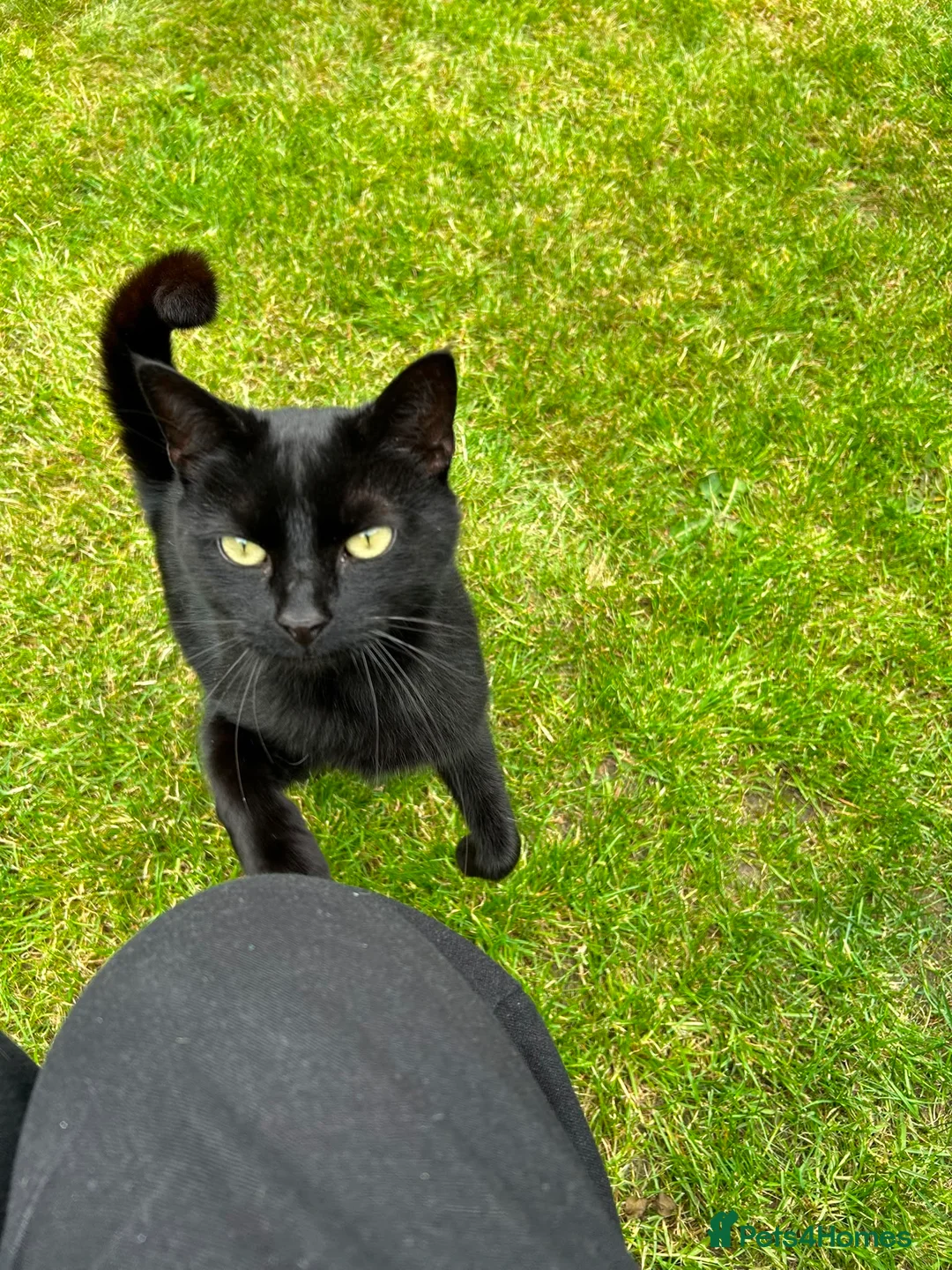 Mixed Breed cats for sale: Cat looking for a good home  in Scarborough - Advert 2