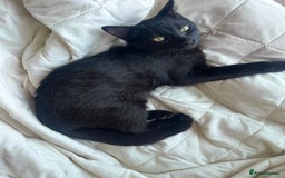 Mixed Breed cats for sale: Black Kitten Ragdoll x British Longhair Mix - Image 1