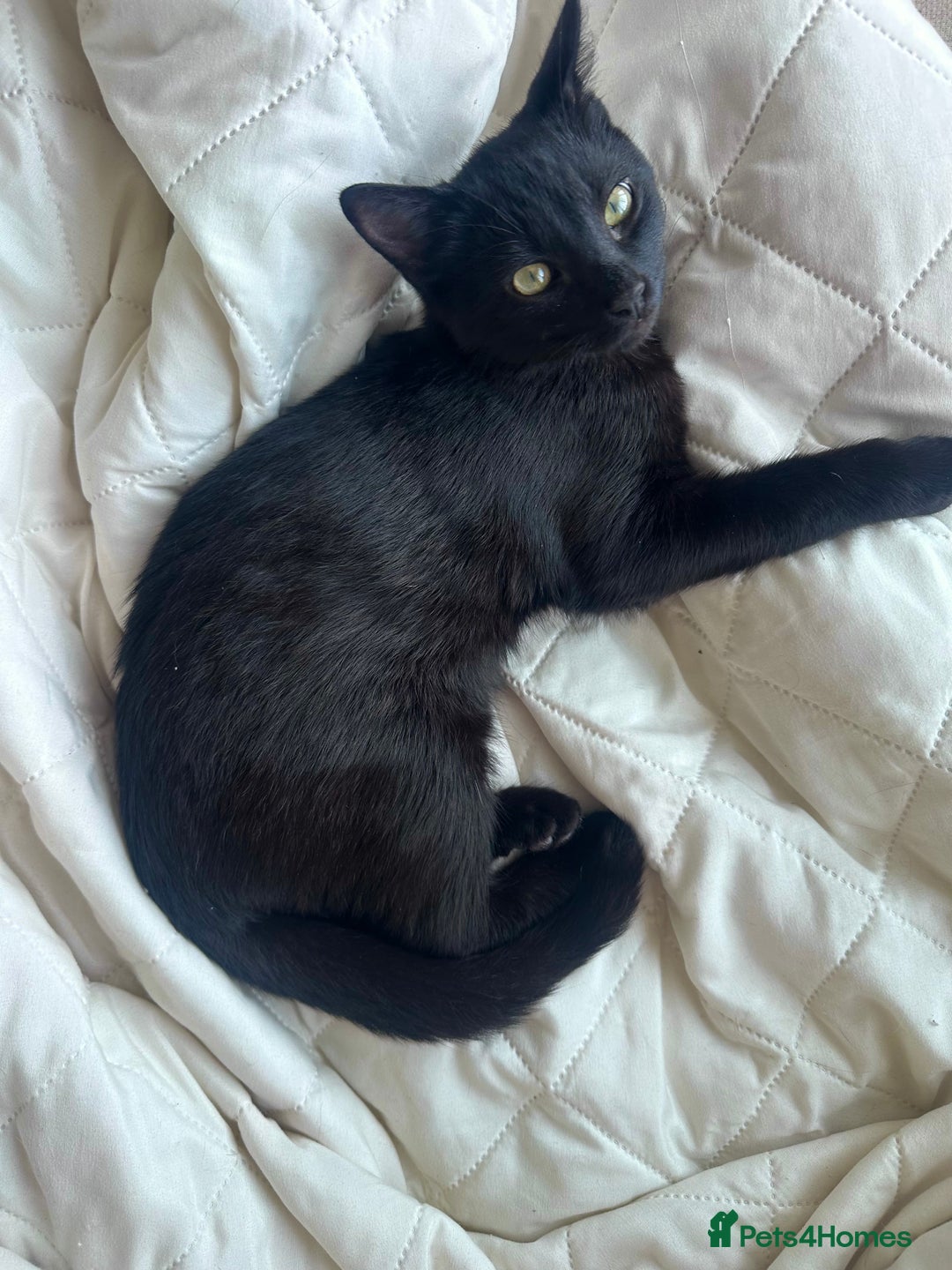 Mixed Breed cats for sale: Black Kitten Ragdoll x British Longhair Mix - Image 1