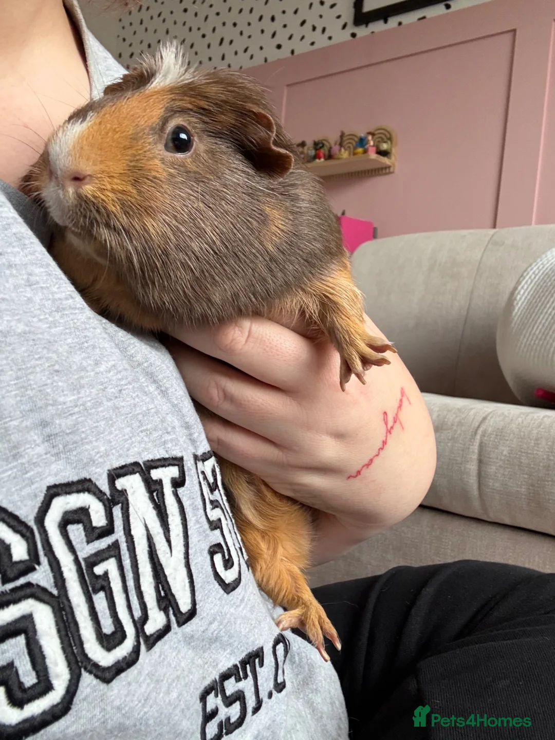 Guinea Pig rodents for sale: Hen & Popcorn Full Indoor Setup Loving Home Needed in Yateley - Advert 2