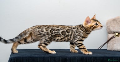 Bengal cats Top quality Bengal Girl- TICA reg.- AVAILABLE NOW - Advert 16