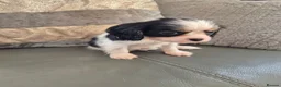 Cavalier King Charles Spaniel dogs for sale: KC Health Clear Cavalier King Charles Boys - Advert 12