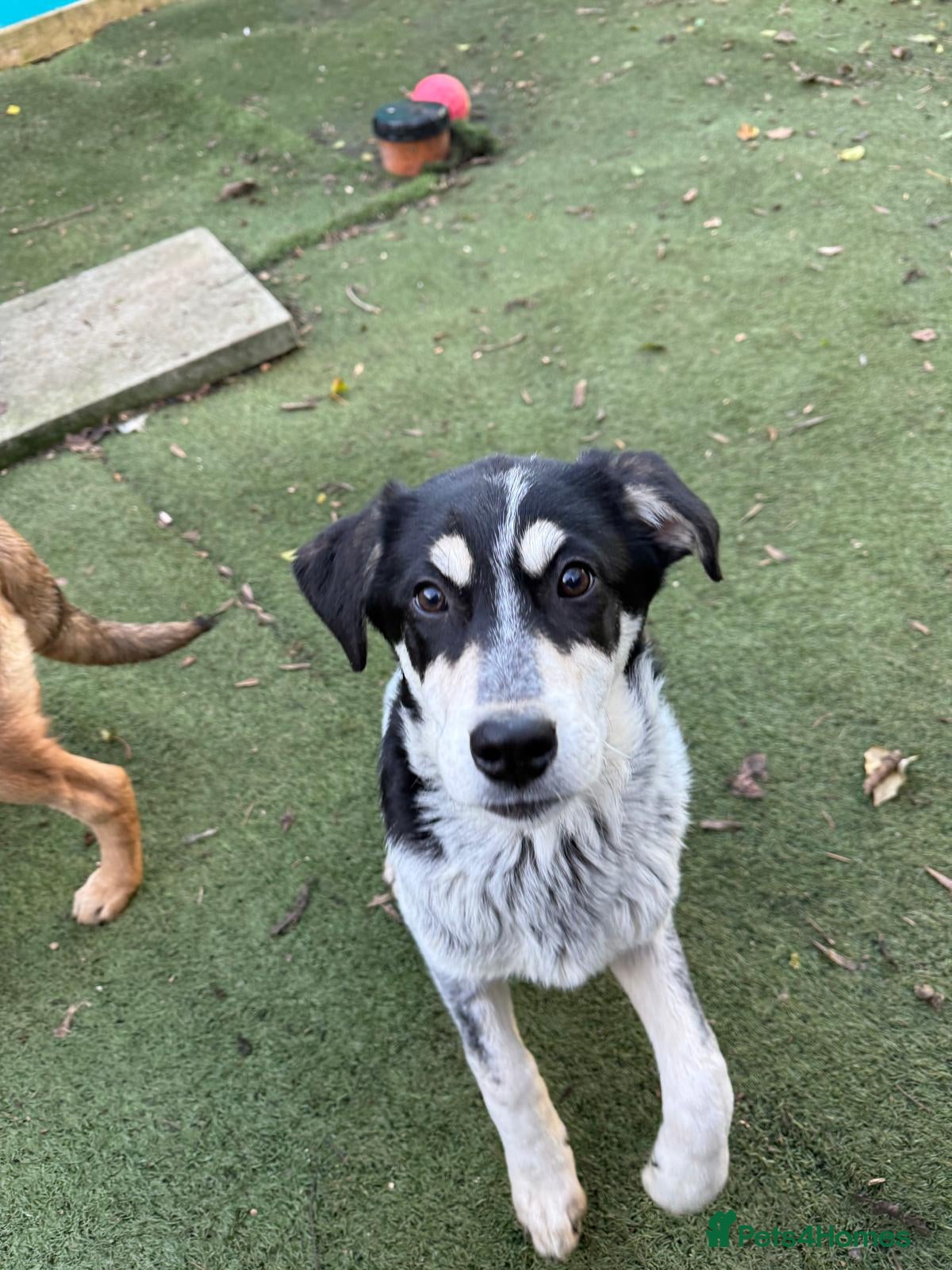 Mixed Breed dogs Mimi  - Advert 5