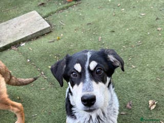 Mixed Breed dogs Mimi - Advert 4