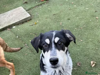 Mixed Breed dogs Mimi - Advert 16